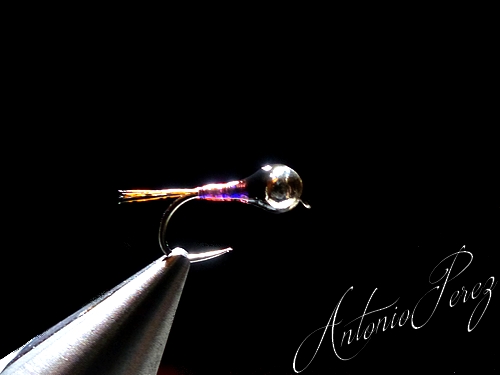 Perdigone N°01