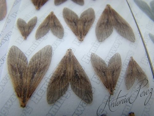 Caddis Wings Haute-Définition Hemingway's G Tan