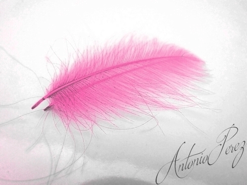 Cul De Canard 0,50g rose fluo 