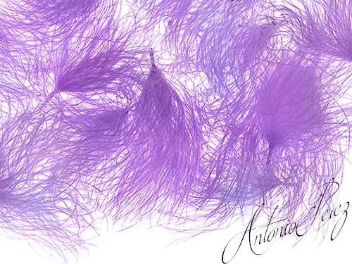 Cul De Canard Oiler Puffs Purple 0,50g